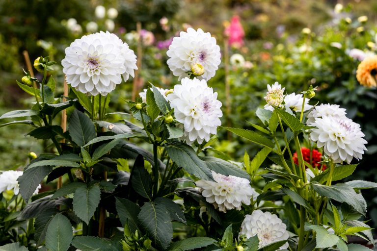 Dahlia Evelyn, ornamental white Dahlia blooms in the garden. High quality photo