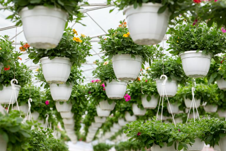 Ornamental flowers in greenhouse and industrial plants for business. Multi colored petunias in white pots hang from glass ceiling in shopping center in orangery interior in daylight, bottom view